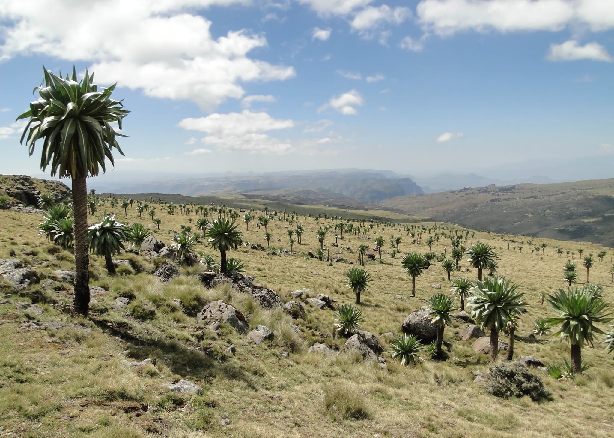 Giant lobelias across the high Afroalpine landscape of the Simien Mountains
