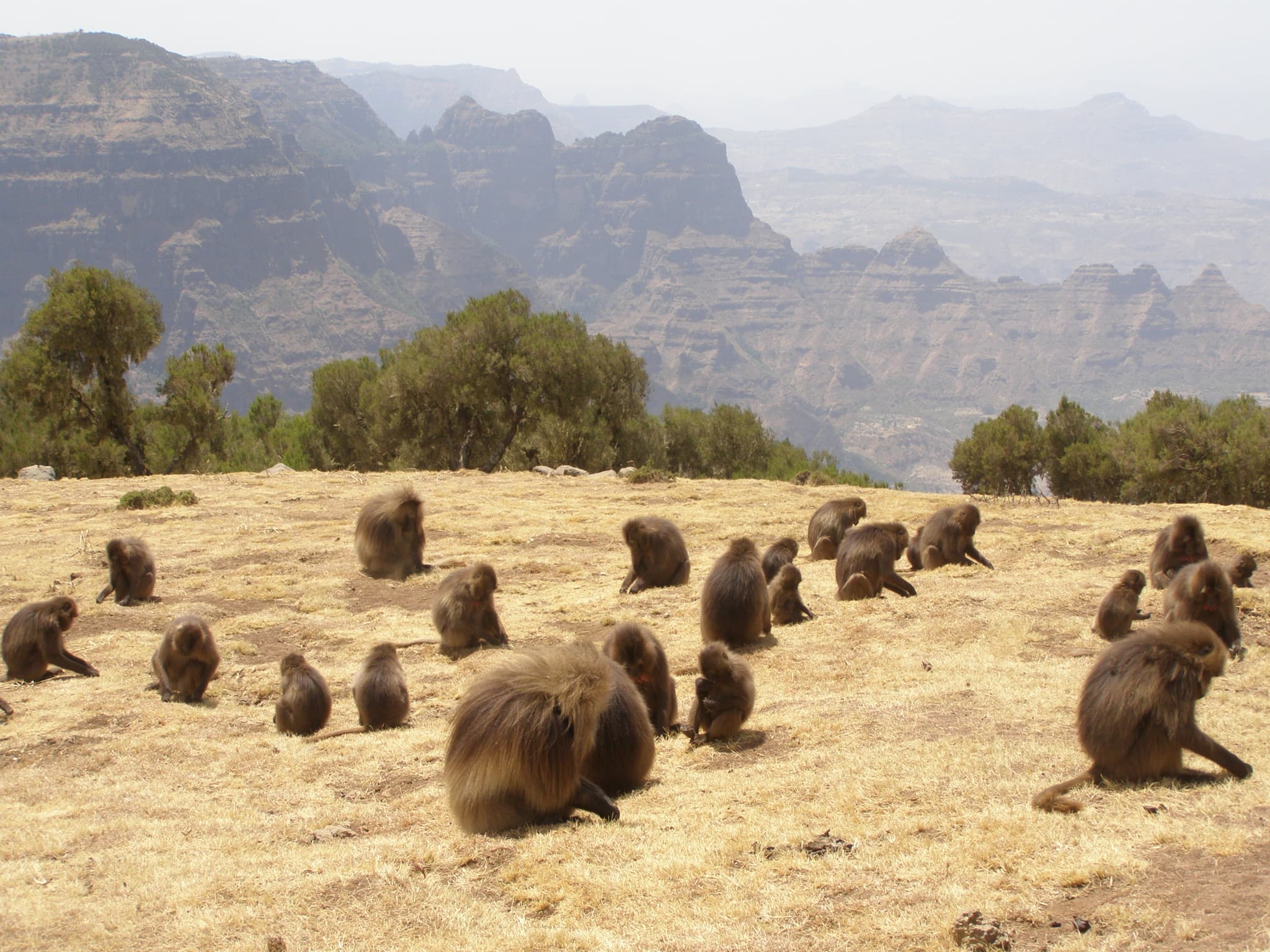 A wild troop of geladas grazing in the Simien Mountains